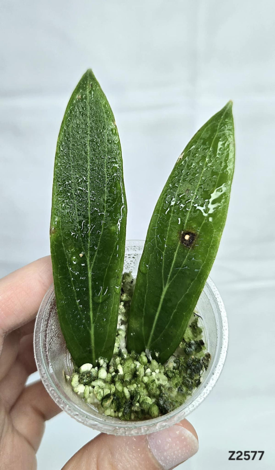 Hoya Siariae ⭐️ #Z2577