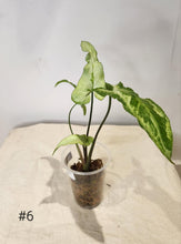 Charger l&#39;image dans la galerie, Syngonium three kings
