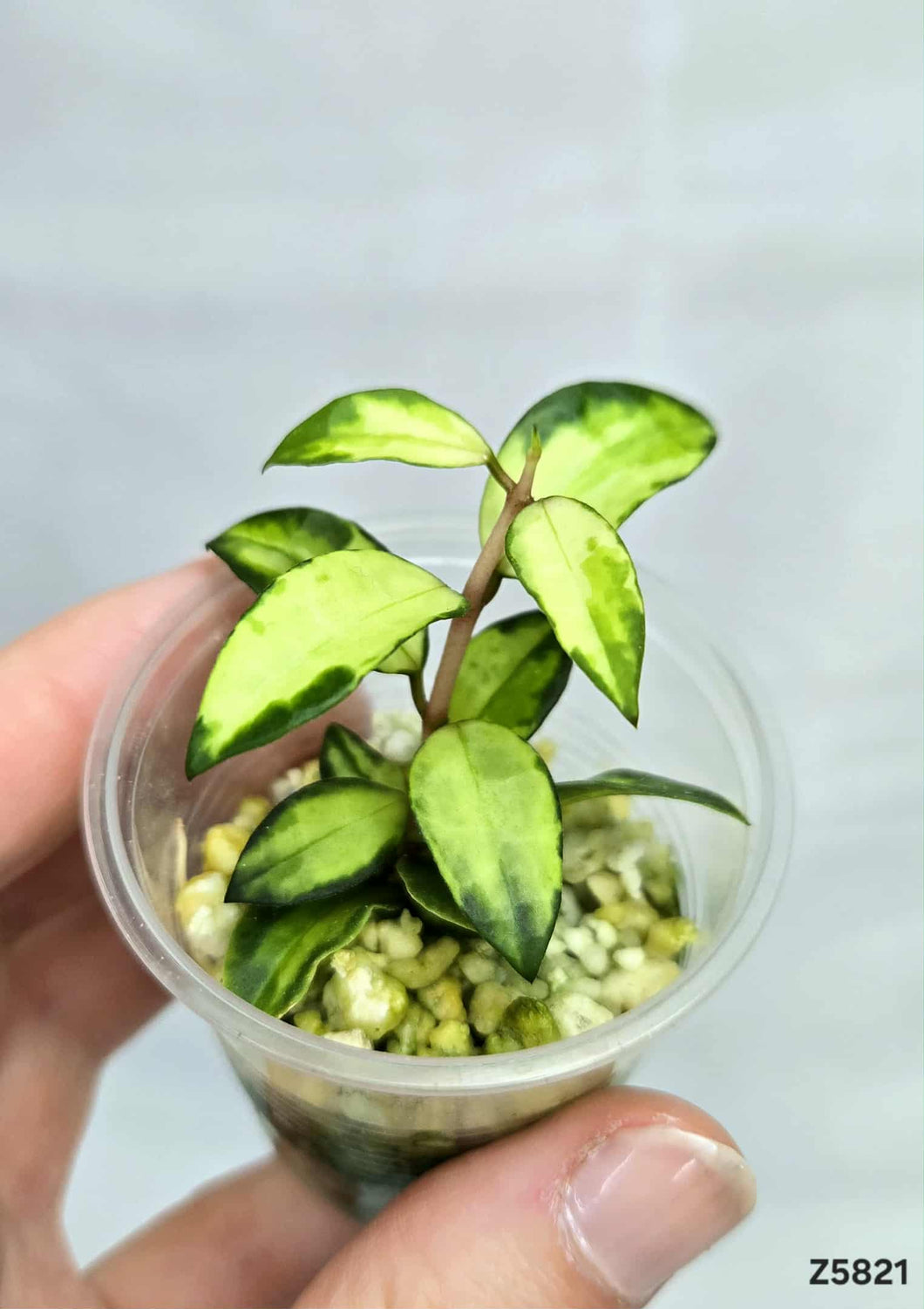 Hoya Lacunosa Variegata ⭐️ #Z5821