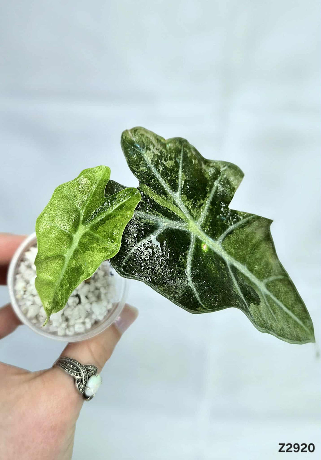Alocasia Amazonica #Z2920