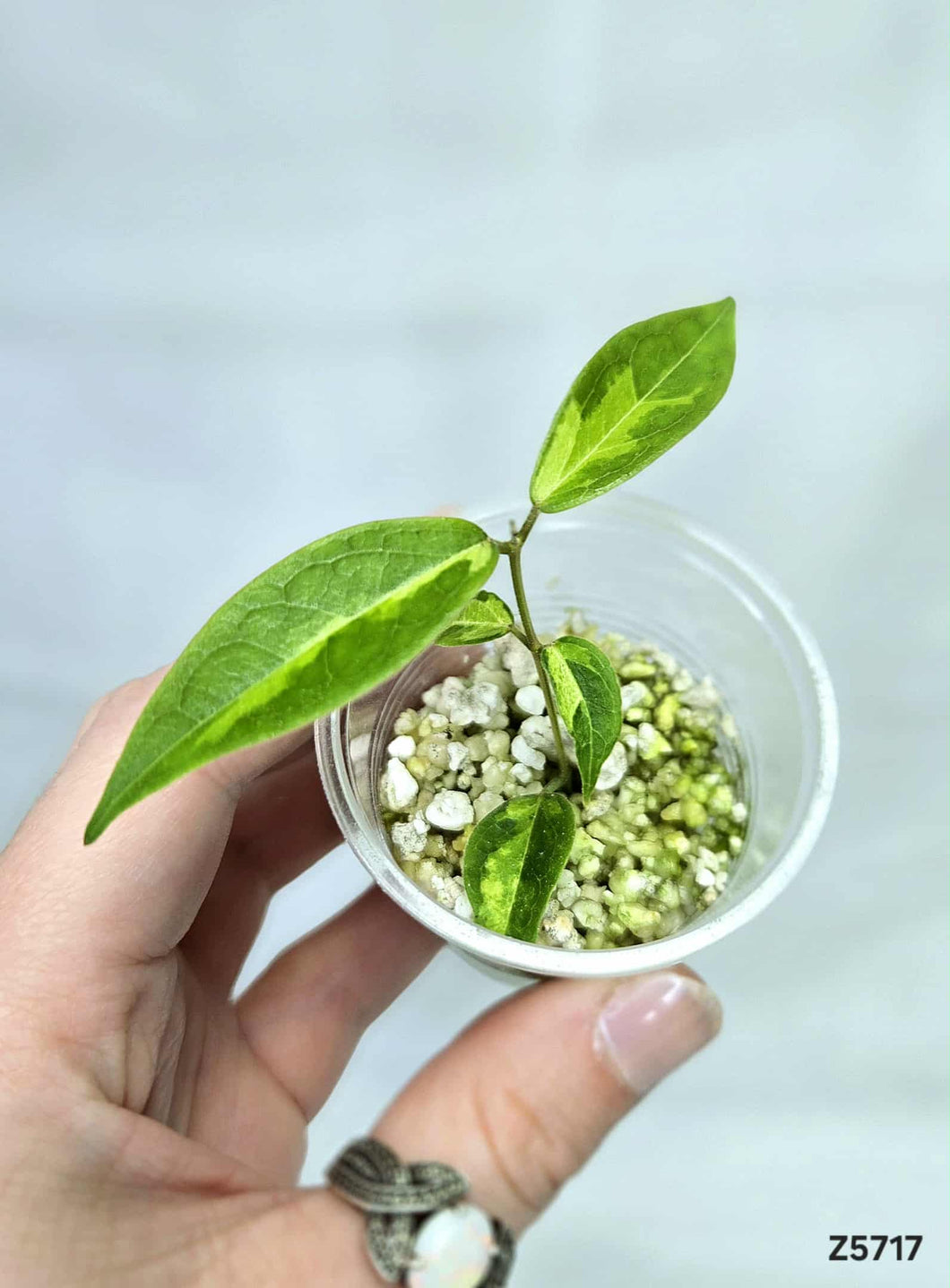 Hoya Dennisii Frida ⭐️ #Z5717