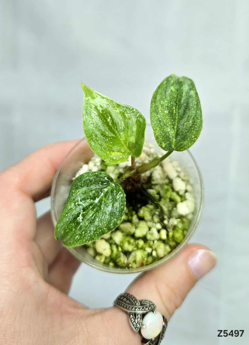 Philodendron Sodiroi Variegata #Z5497