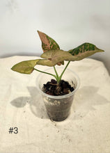 Charger l&#39;image dans la galerie, Syngonium pink fleked
