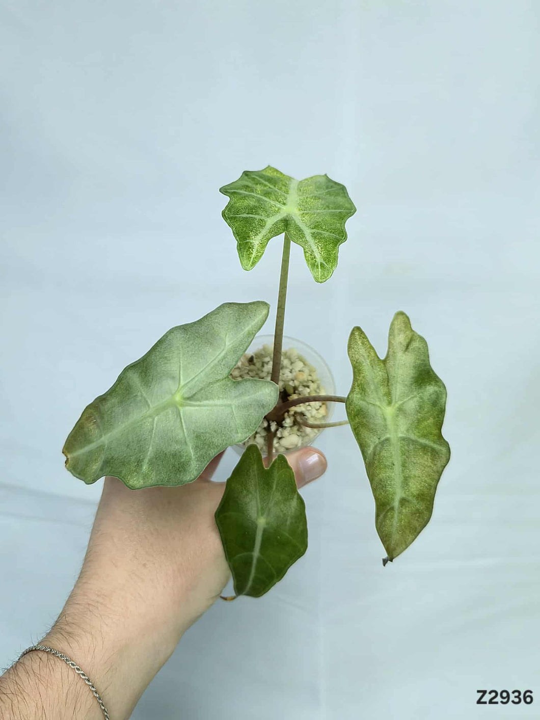 Alocasia Amazonica Mint  #Z2936