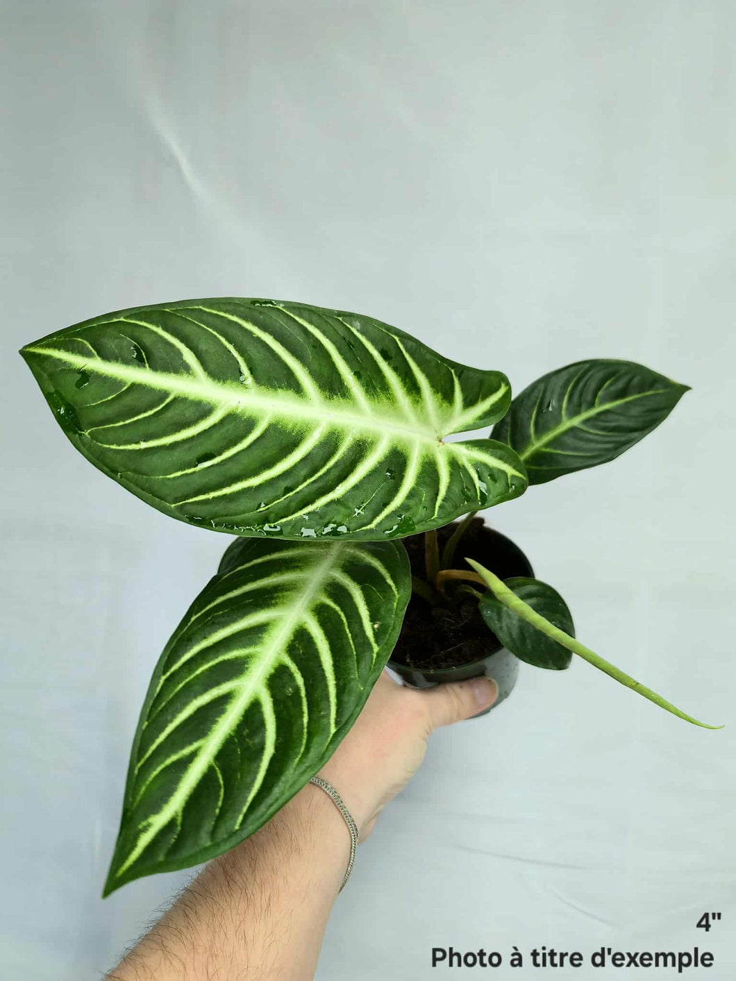 Xanthosoma magnificum