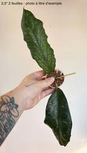 Load image into Gallery viewer, Hoya Vitellinoides ⭐️
