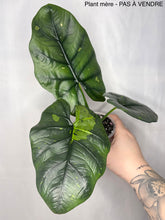 Charger l'image dans la galerie, Bulbille Alocasia Sintang Aurea
