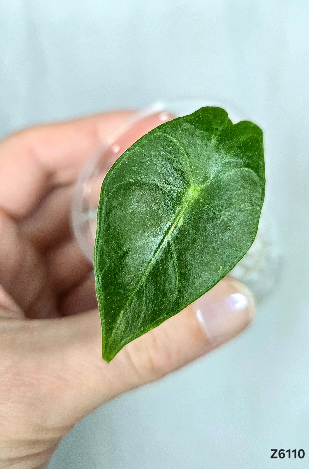 Alocasia Frydek  #Z6110