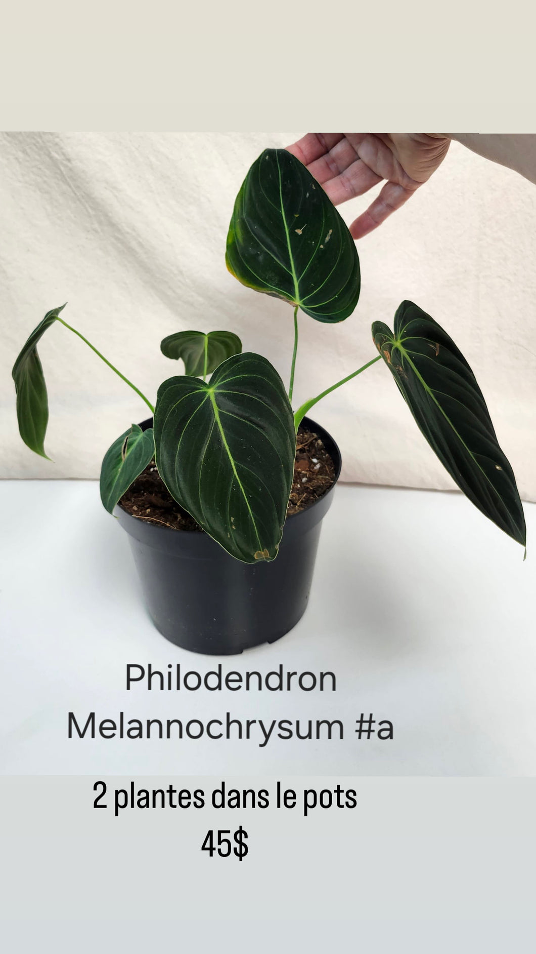 Philodendron melanochrysum #a