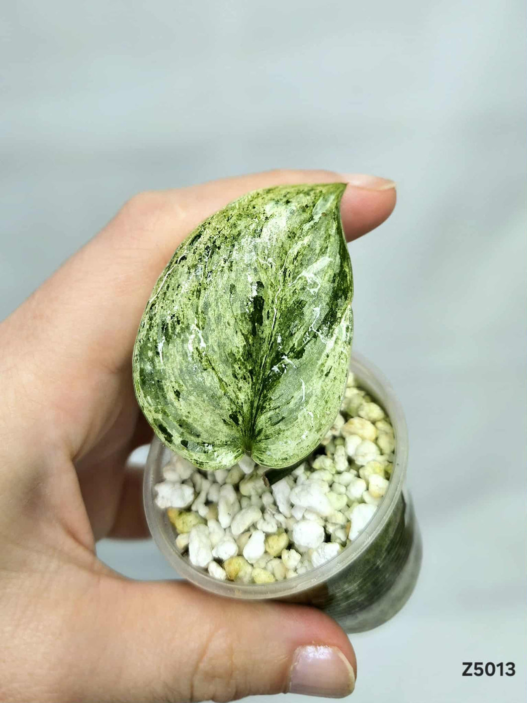 Scindapsus Peasun #Z5013