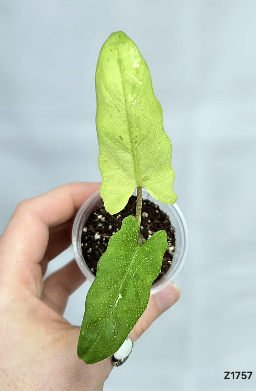 Alocasia Lauterbachiana Variegata #Z1757