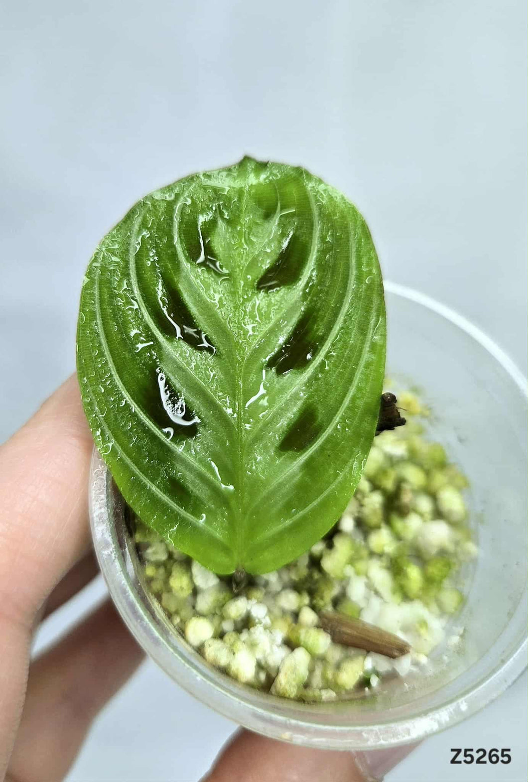 Maranta noire ⭐️ #Z5265