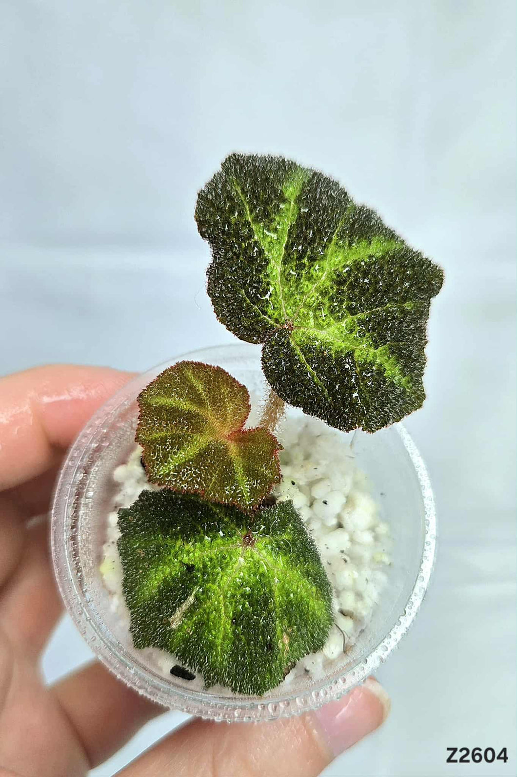 Bégonia SoliMutata Variegata #Z2604