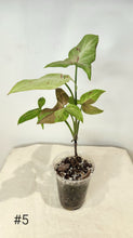 Charger l&#39;image dans la galerie, Syngonium pink salmon
