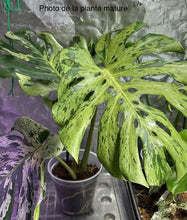 Charger l'image dans la galerie, Monstera vietciosa variegata (TC)
