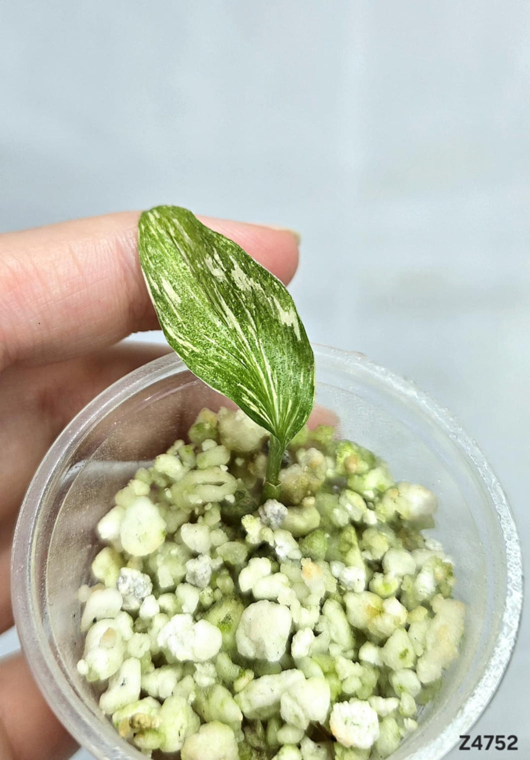 Kaempferia sp White Wagyu Variegata #Z4752