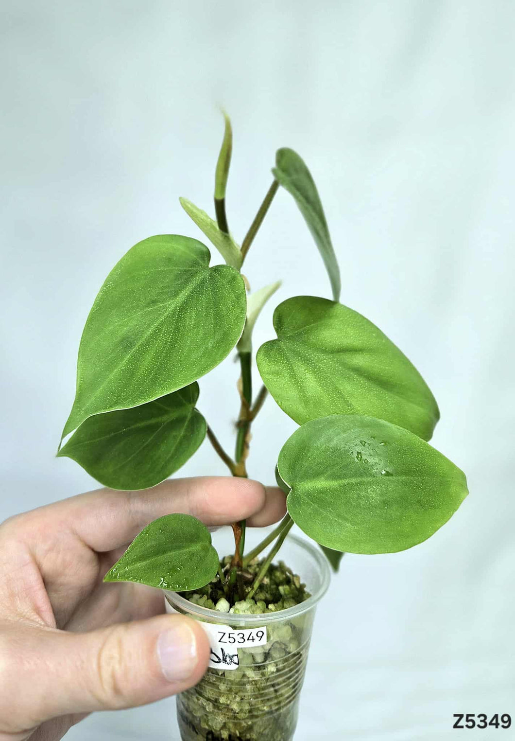 Philodendron Haderaceum Marble Revert #Z5349