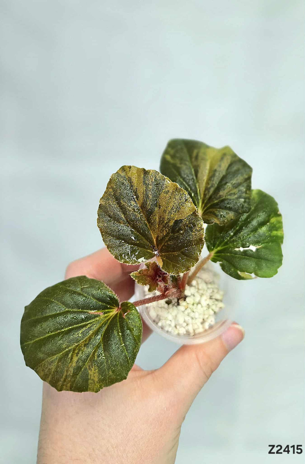 Bégonia Cucullata Variegata #Z2415