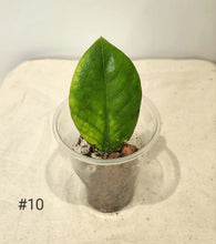 Charger l&#39;image dans la galerie, Zz plant variegata
