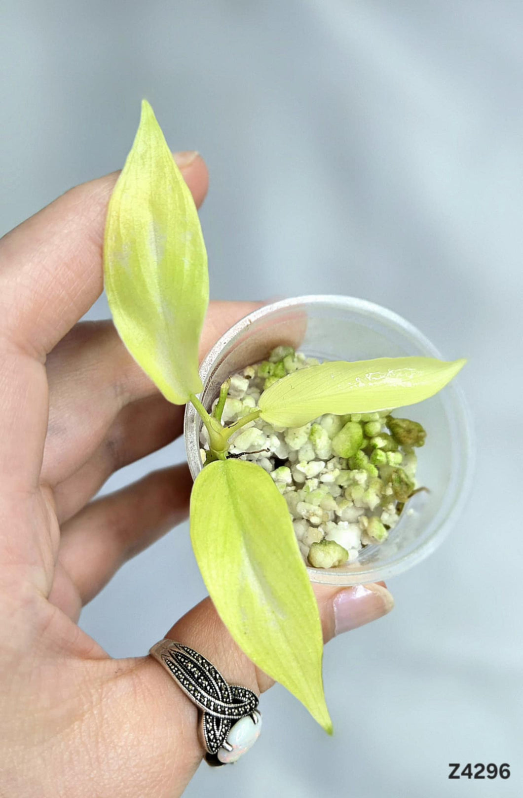 Philodendron Golden Dragon Mint #Z4296