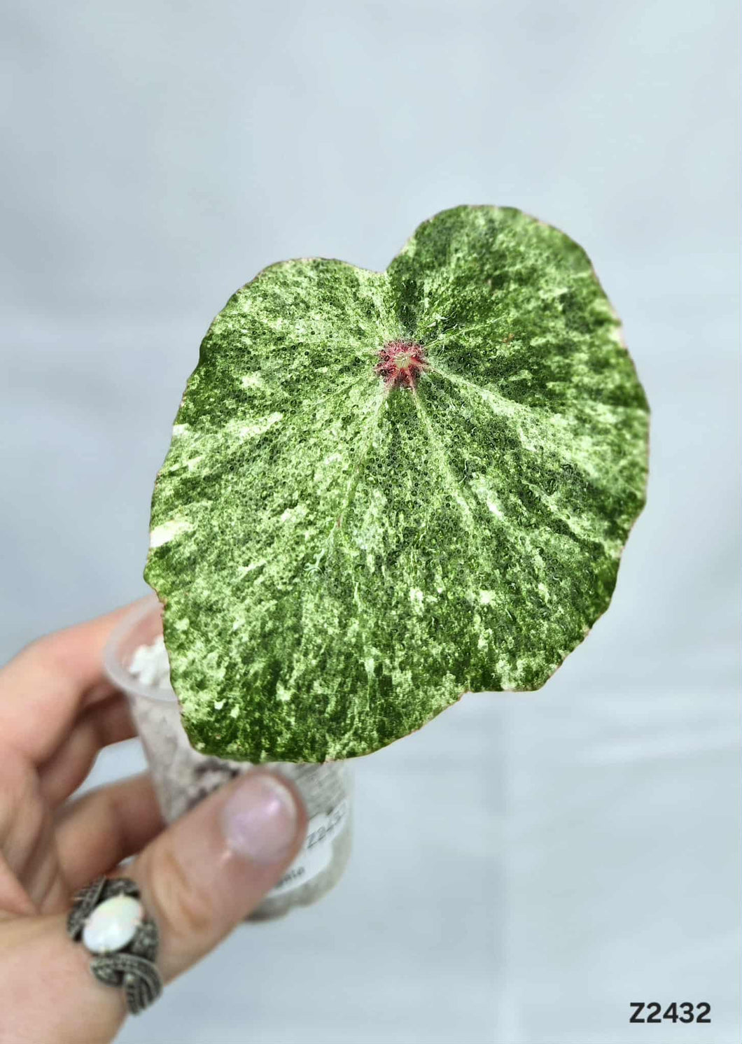 Bégonia Rouge Variegata #Z2432