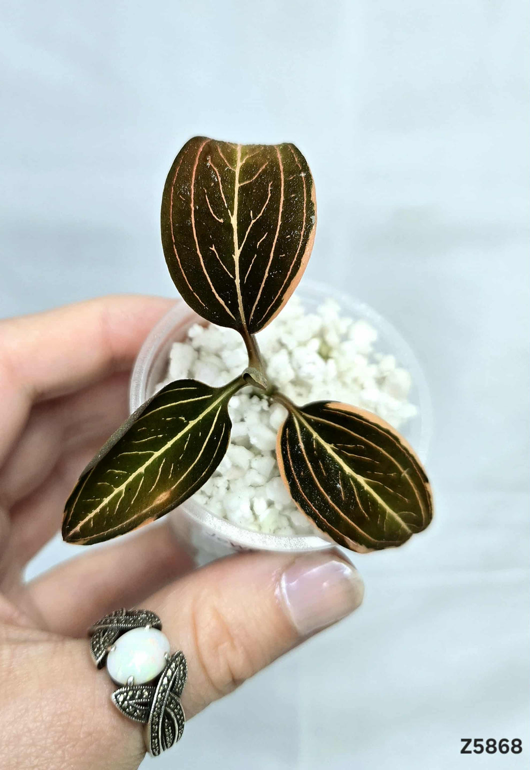 Orchidée Jewel Variegata #Z5868