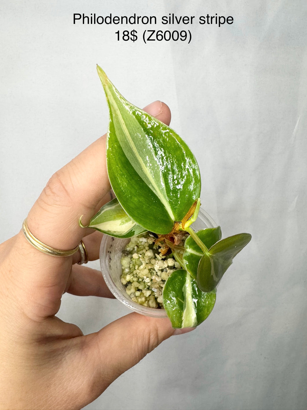 Philodendron Silver Stripe #Z6009