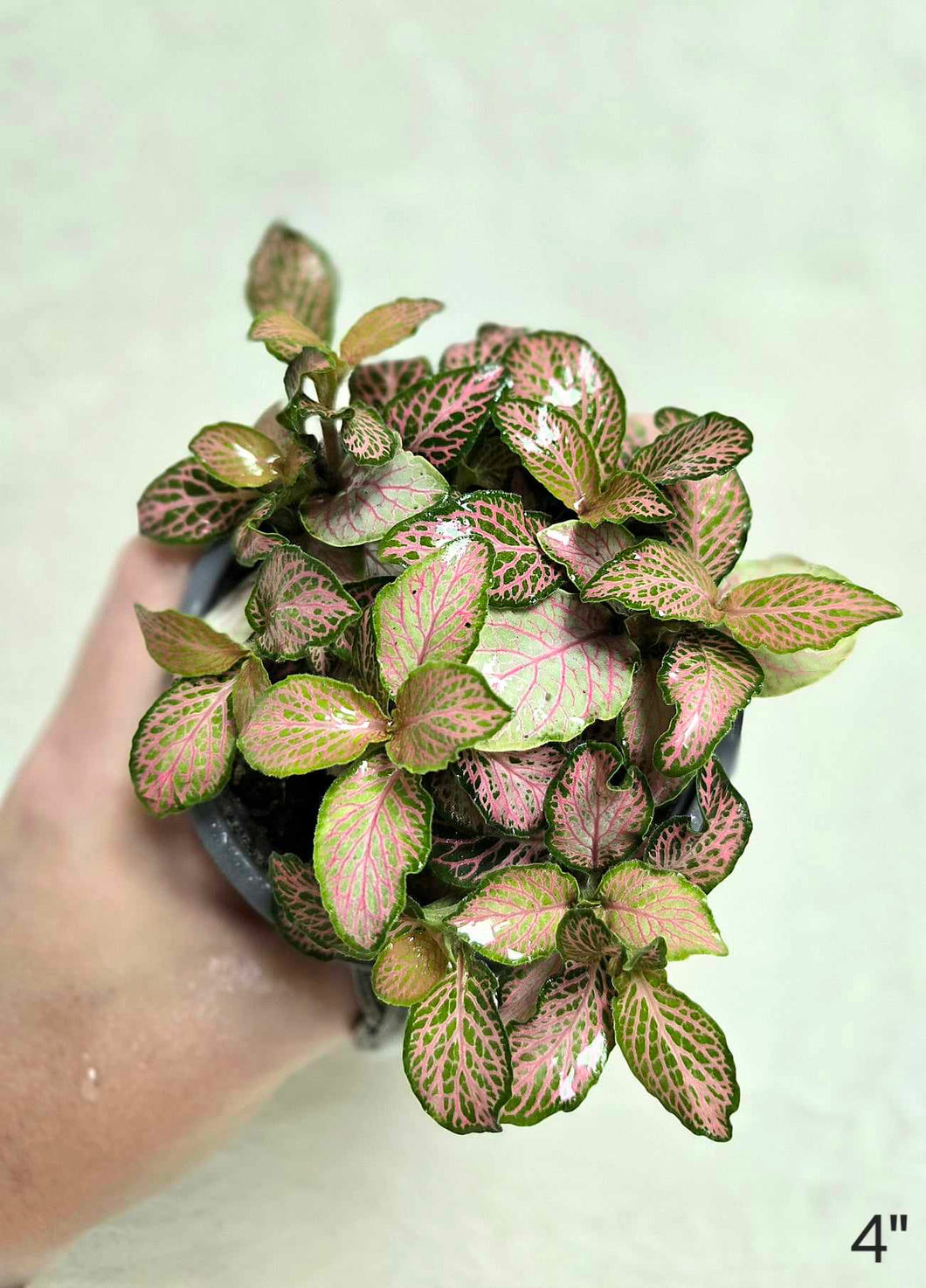 Fittonia firetail⭐️
