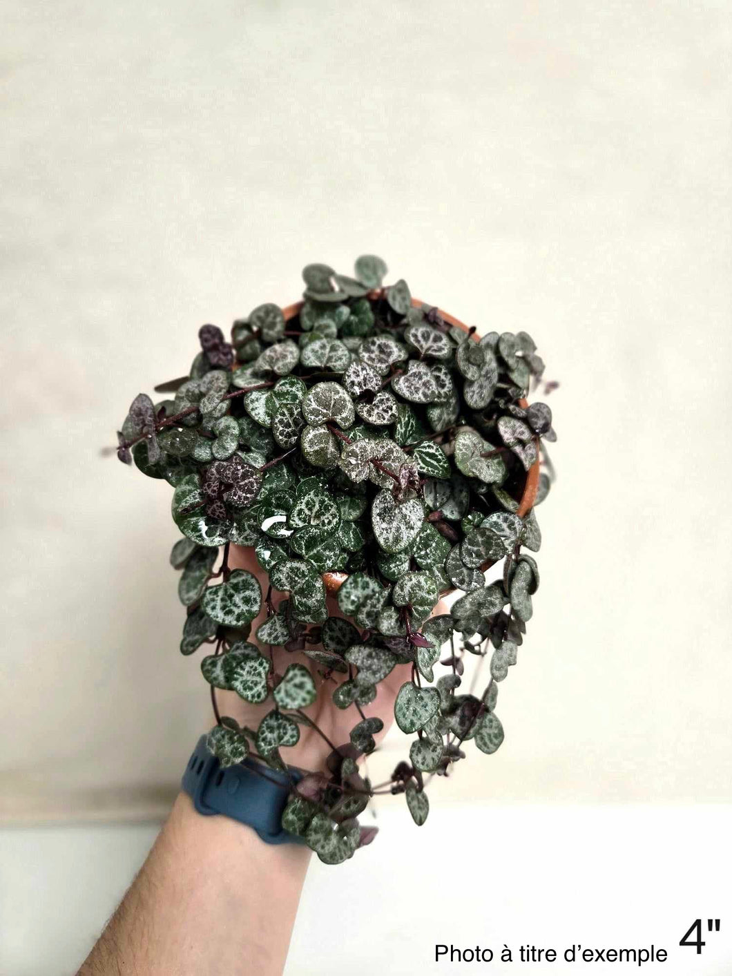 Chaîne de coeur (silver glory )⭐️