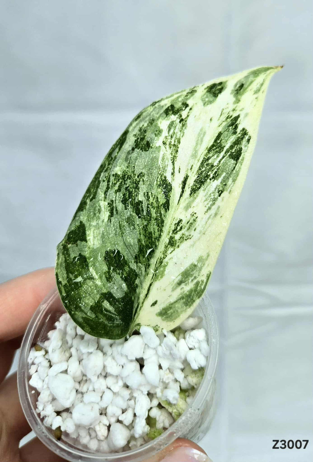 Scindapsus Exotica Albo #Z3007