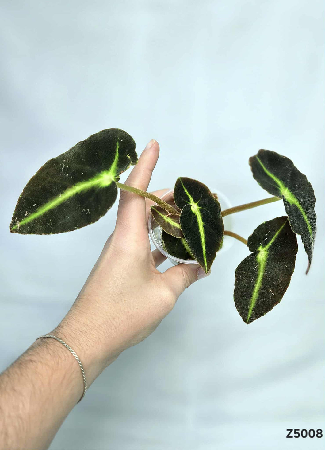Bégonia Listada #Z5008