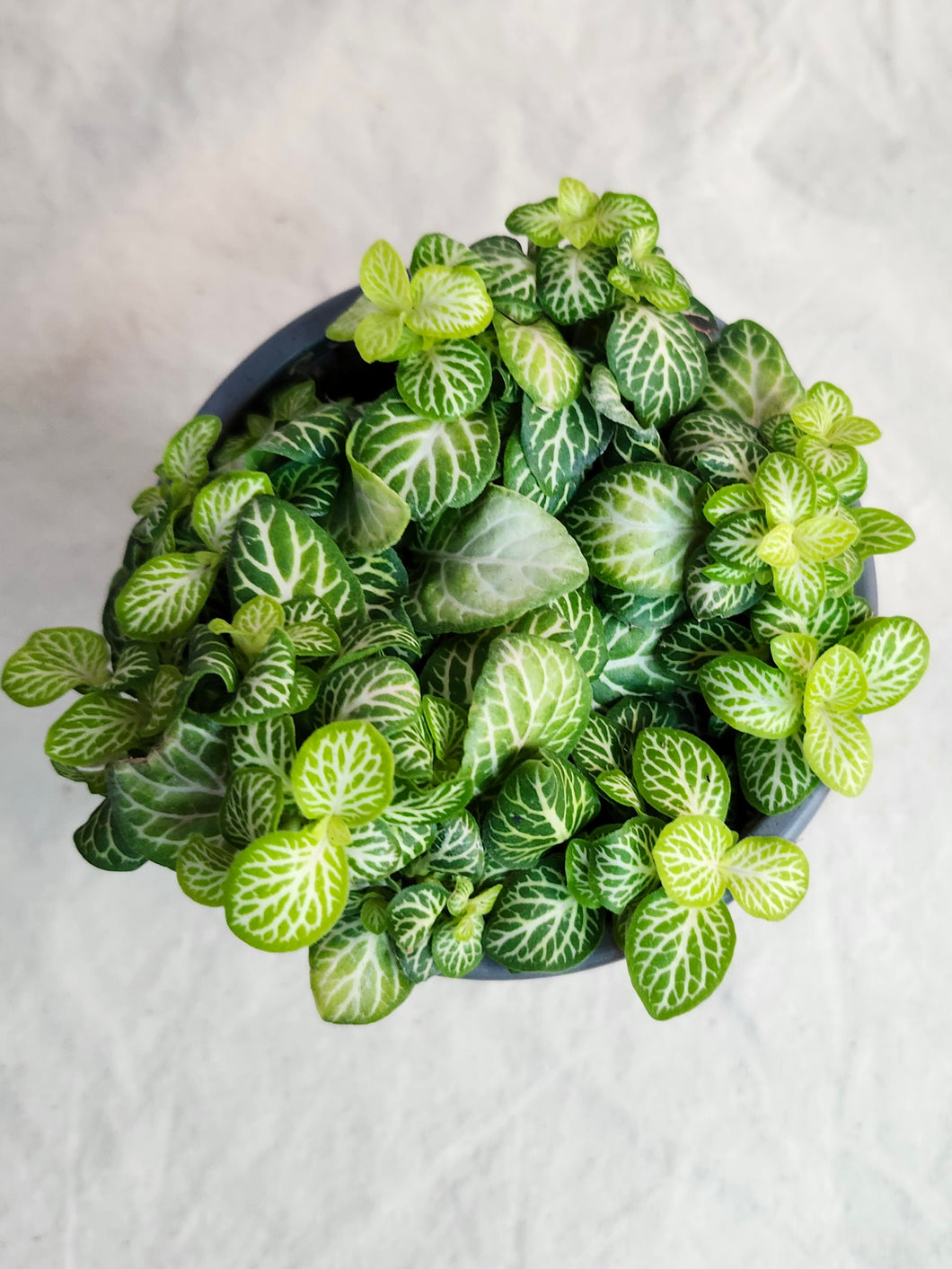 Fittonia lemon lime ⭐️