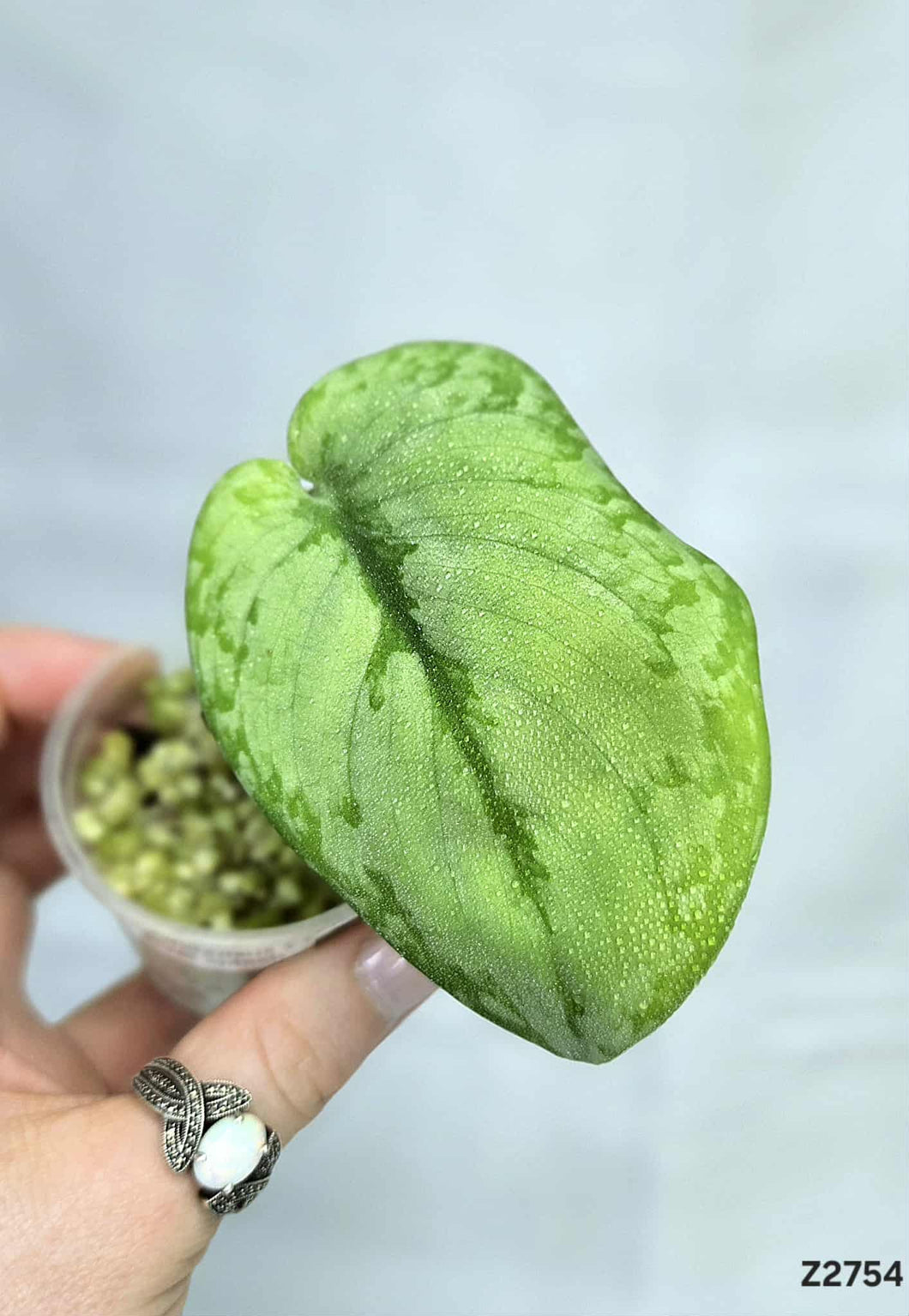 Scindapsus Silver Splash #Z2754