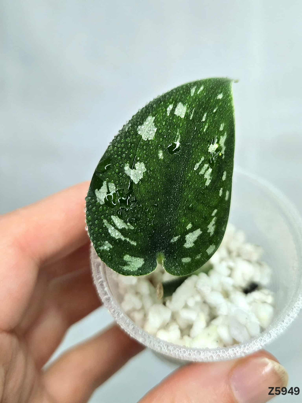 Scindapsus Matcha Revert #Z5949