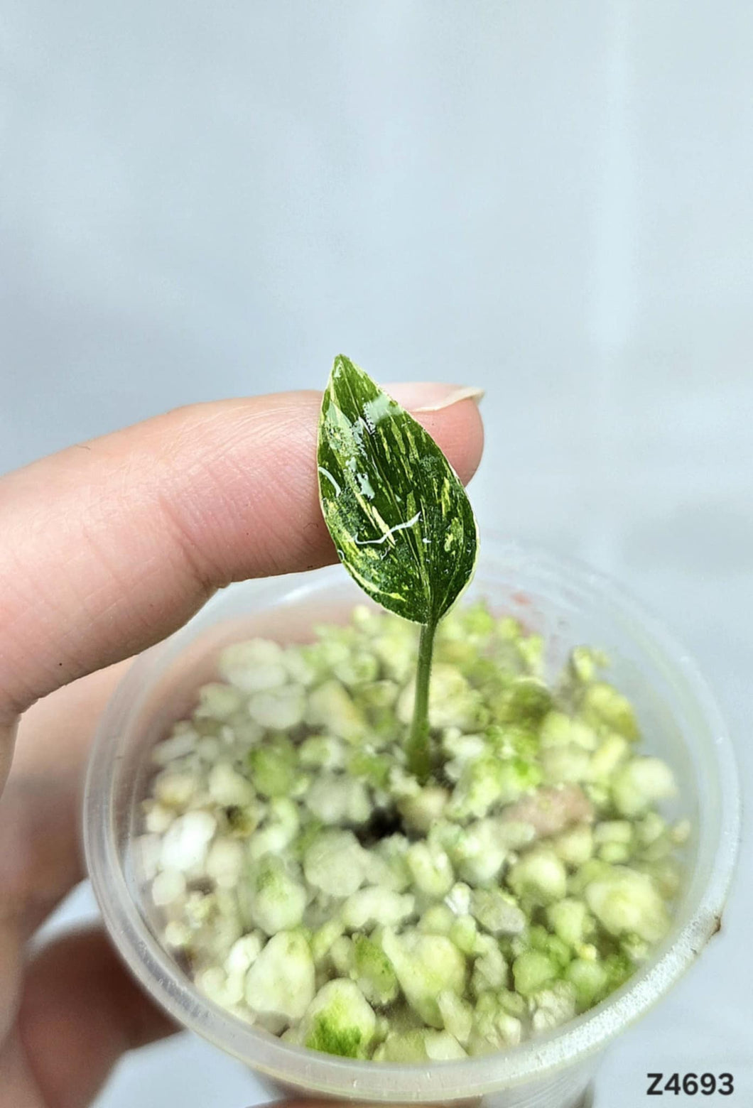 Kaempferia sp White Wagyu Variegata #Z4693