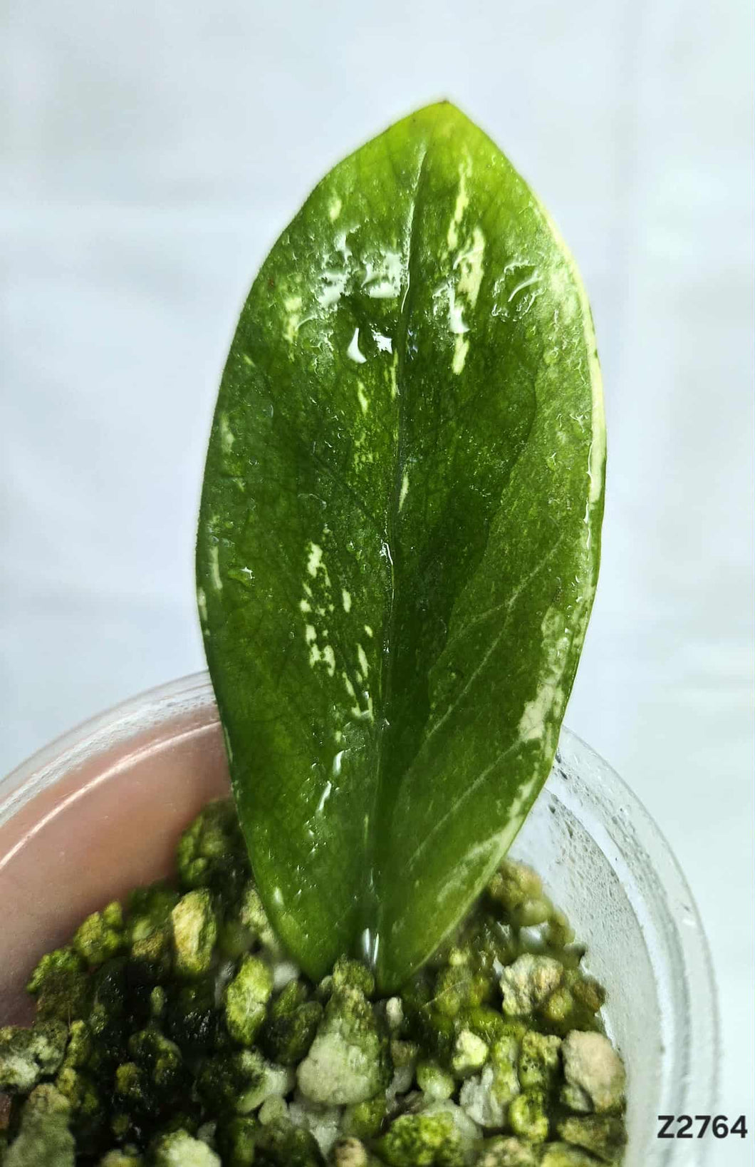 Zz plant Variegata #Z2764