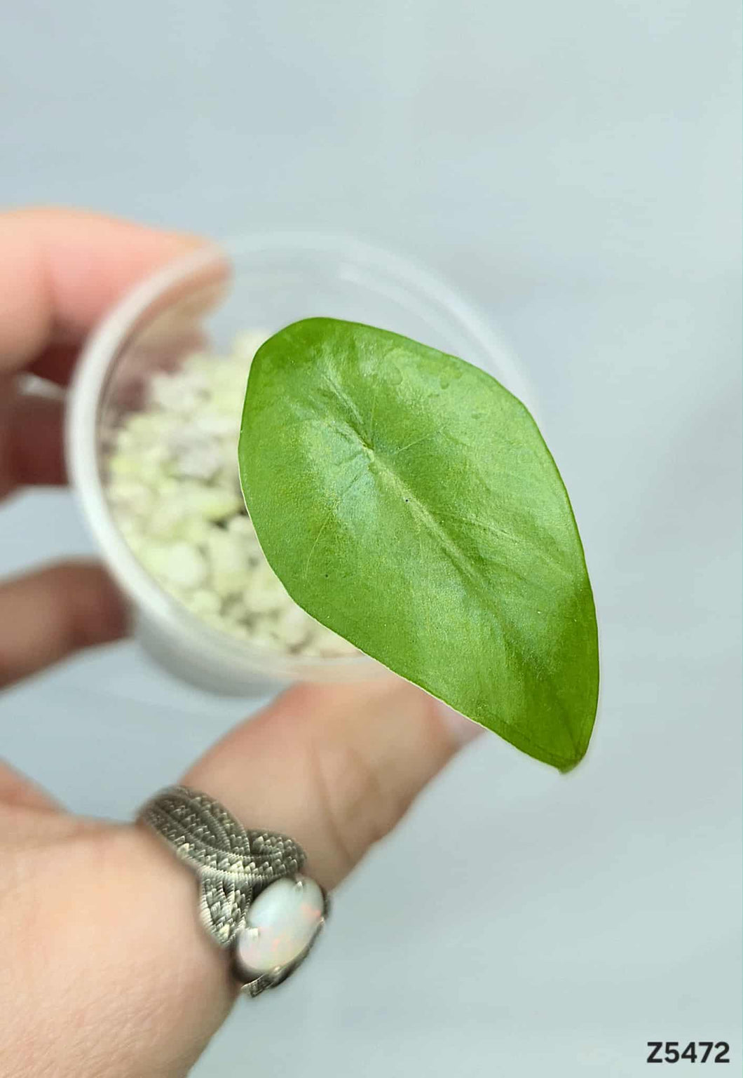 Alocasia Longiloba Gold  #Z5472