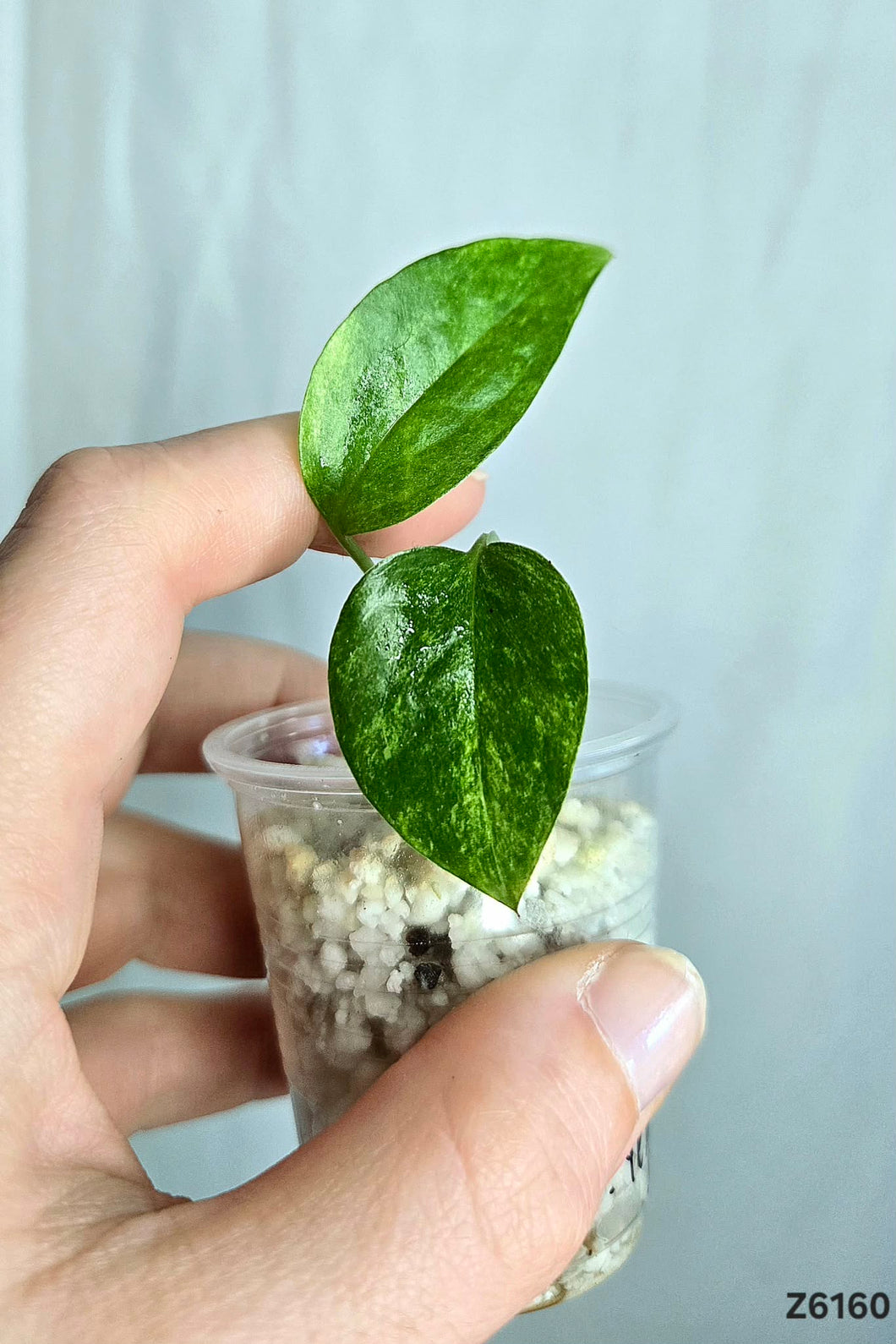 Epipremnum Yellow Star #Z6160