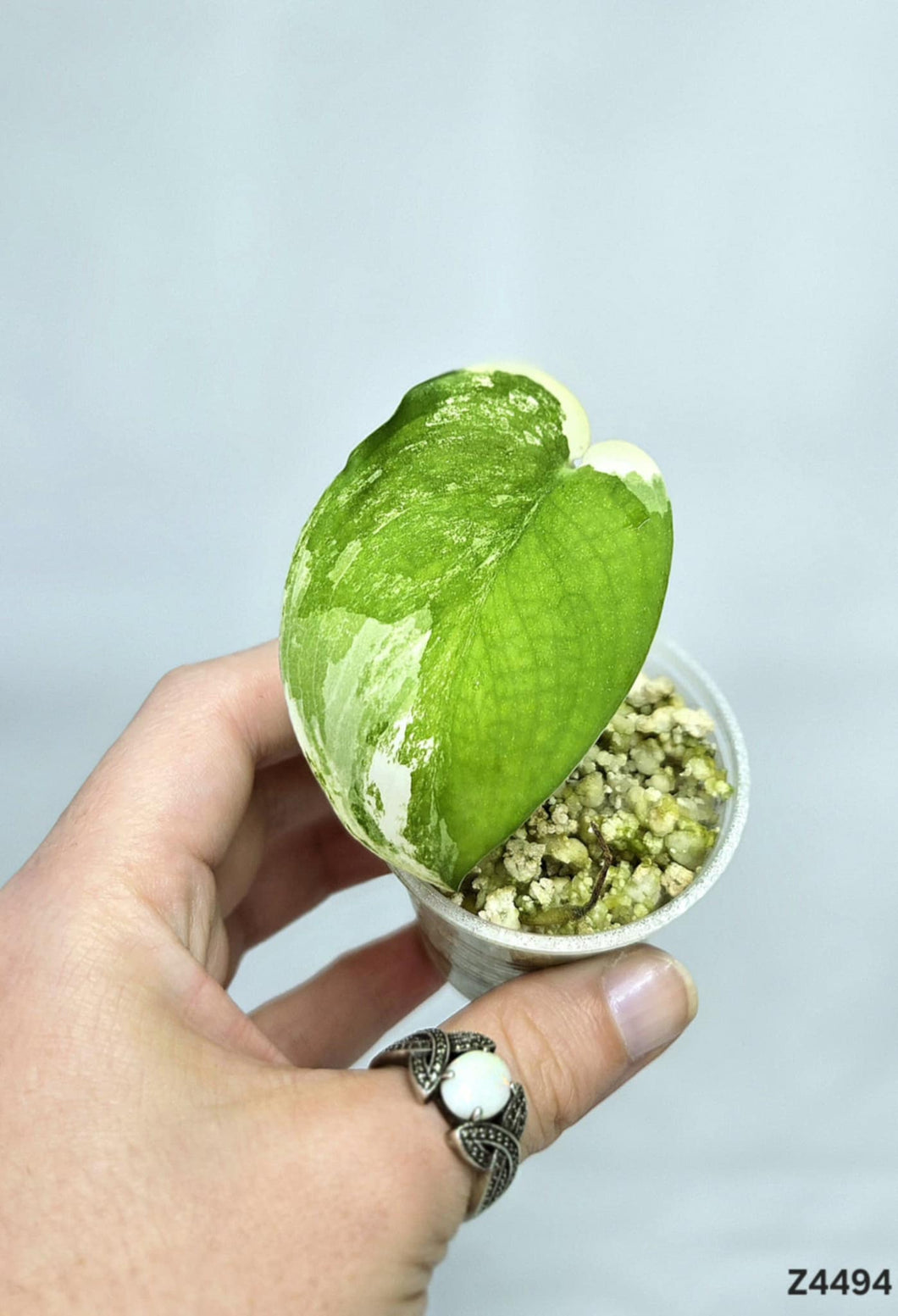 Scindapsus Jade Satin Variegata #Z4494