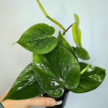 Charger l'image dans la galerie, Plante Philodendron cordatum en pot, feuilles vert foncé brillantes, tenue à la main
