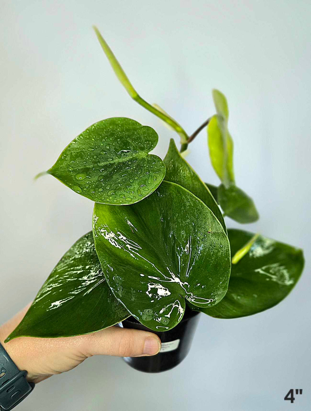 Philodendron cordatum