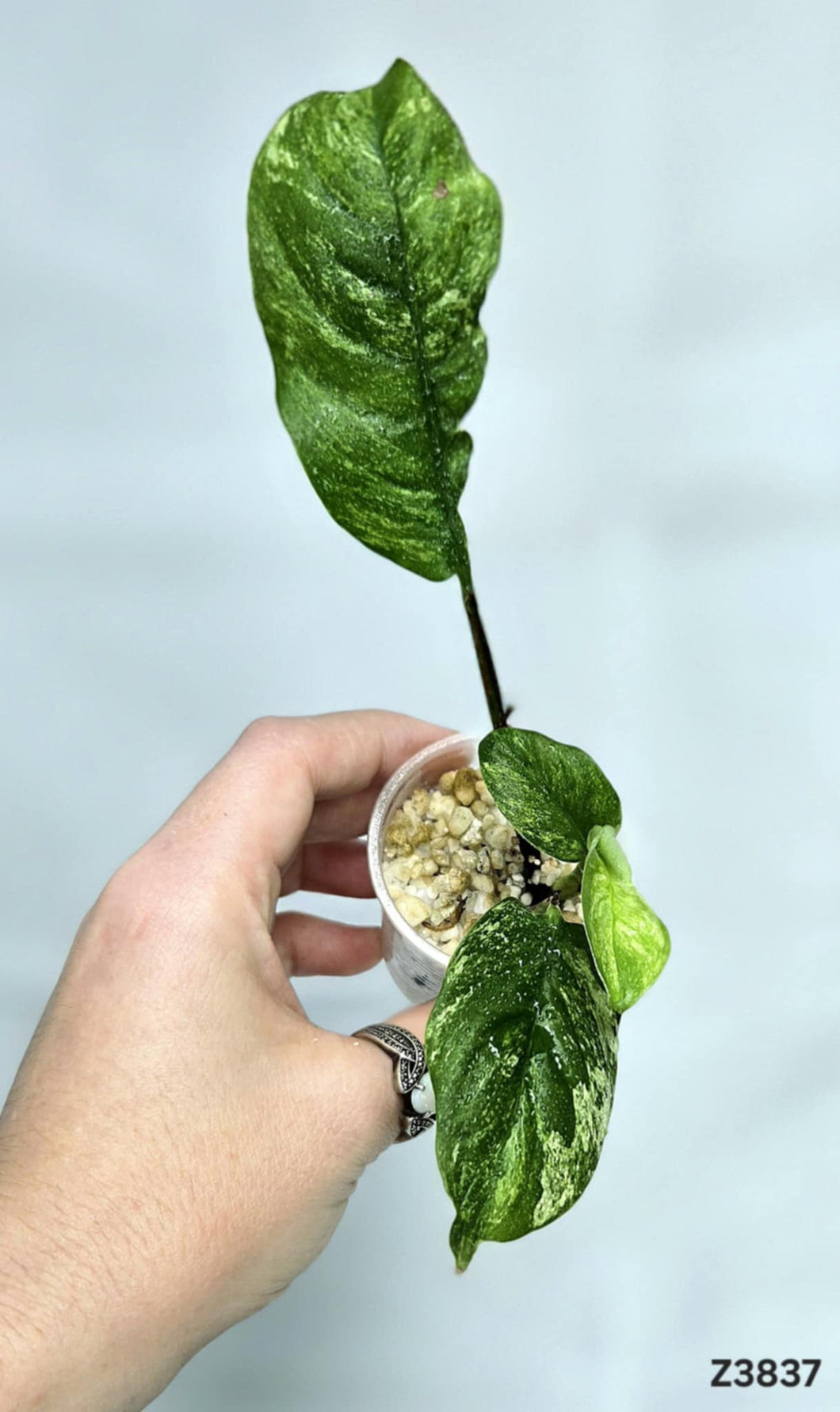 Raphidophora Puberula Variegata #Z3837