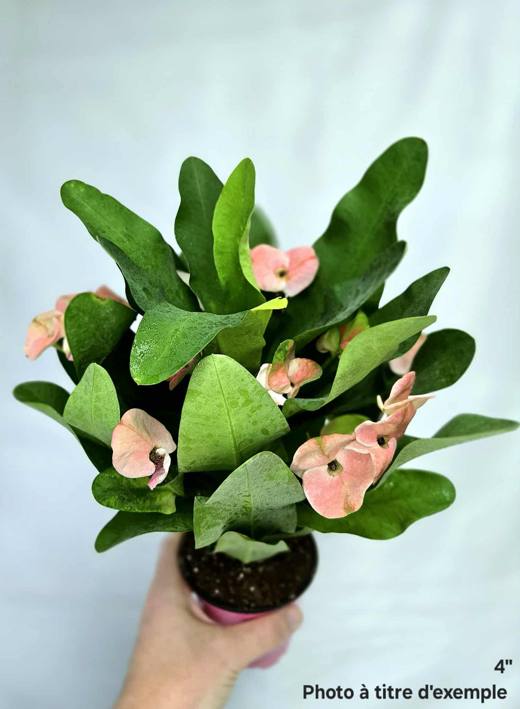 Euphorbia milii charlotte