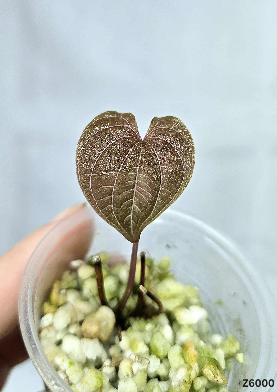 Dioscorea Purple #Z6000