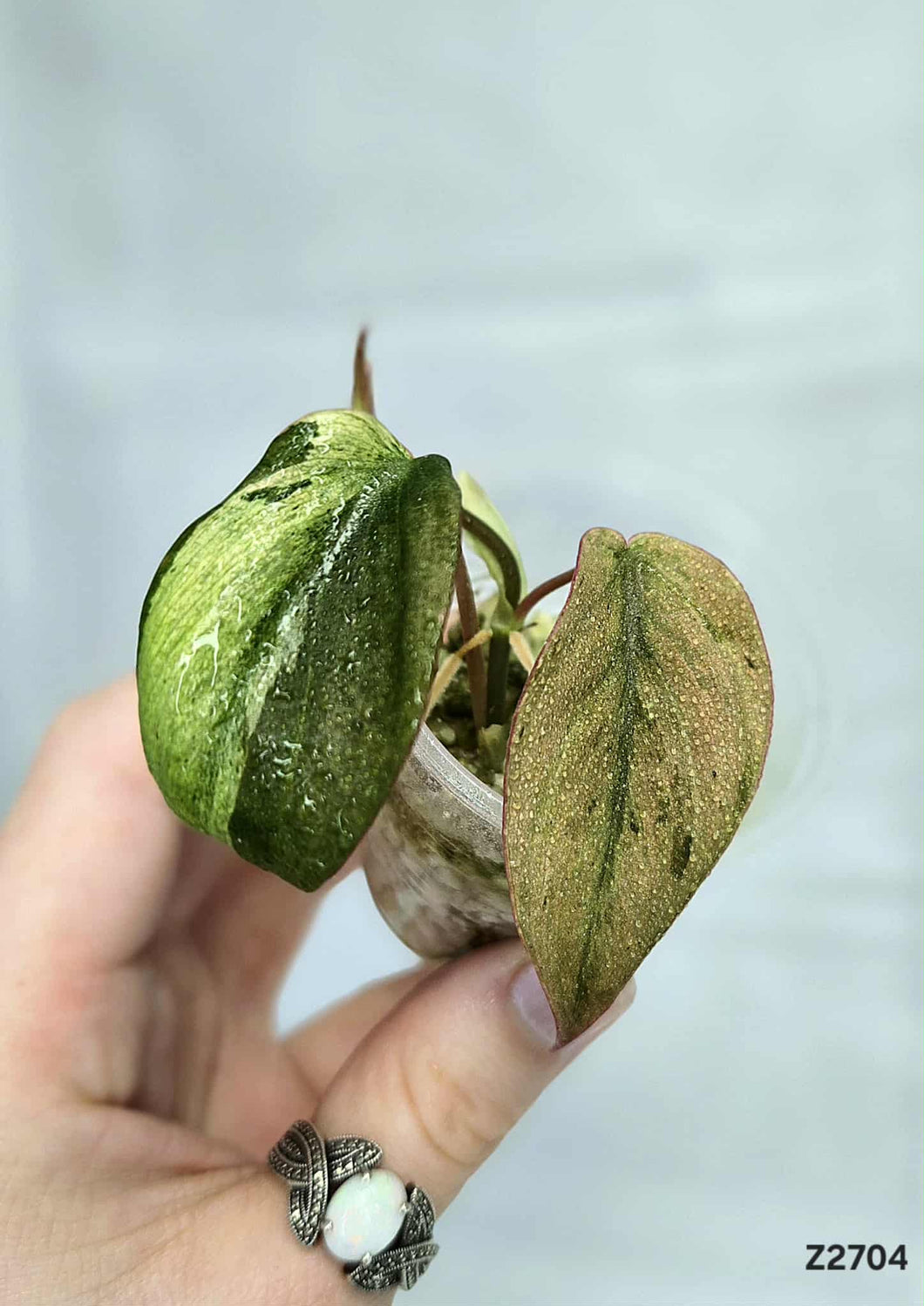 Philodendron Micans Mint  #Z2704