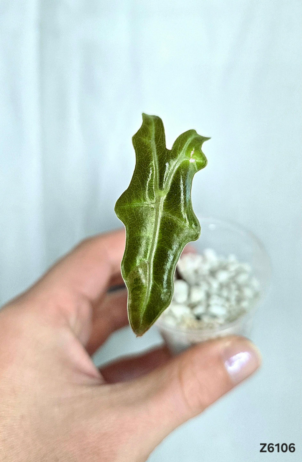 Alocasia Nobilis Thai Pink #Z6106