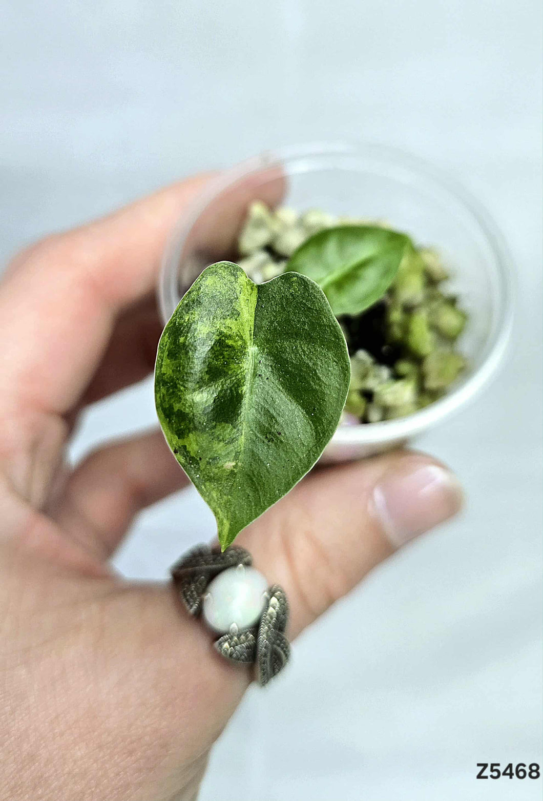 Alocasia Frydek Aurea  #Z5468