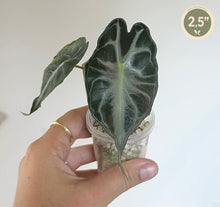 Load image into Gallery viewer, Alocasia Venom à grandes feuilles vert foncé veinées, en godet transparent
