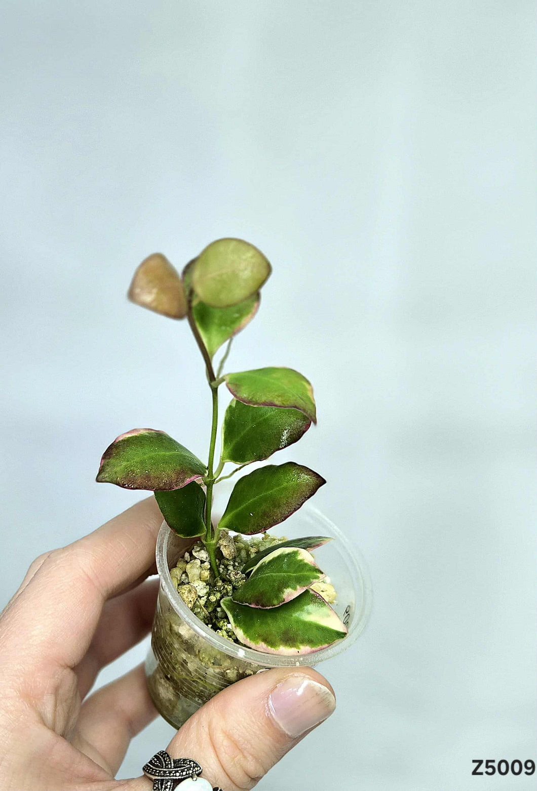 Hoya Heuschkeliana Albo ⭐️ #Z5009