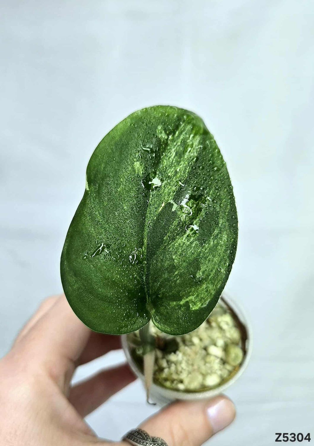 Scindapsus Jade Satin Mint #Z5304